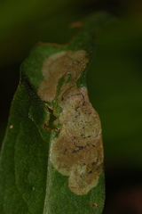 Liriomyza pistilla