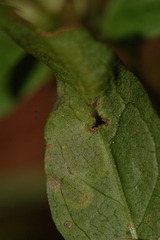 Liriomyza pistilla