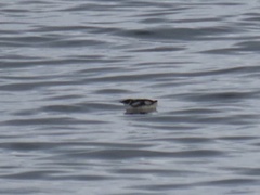 Brachyramphus marmoratus
