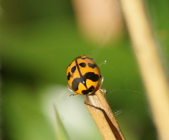 Harmonia octomaculata