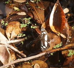Phaedyma shepherdi