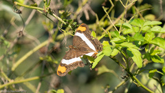 Adelpha fessonia