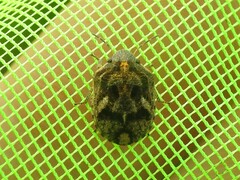 Sphyrocoris obliquus