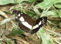 Castilia