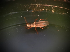 Paromius longulus