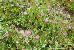 Trifolium barbigerum