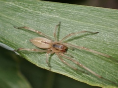 Cheiracanthium gracile