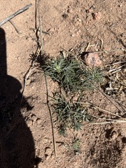 Ipomopsis longiflora