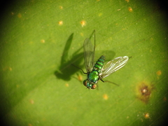 Condylostylus armipes