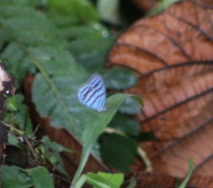 Cepheuptychia cephus