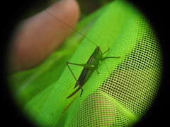 Conocephalus cinereus