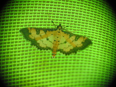 Ategumia ebulealis