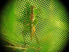 Conocephalus cinereus