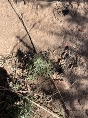 Ipomopsis longiflora