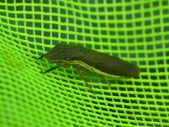 Homalodisca insolita