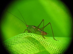 Conocephalus cinereus