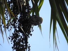 Melanerpes aurifrons