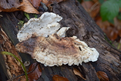 Spongipellis spumeus