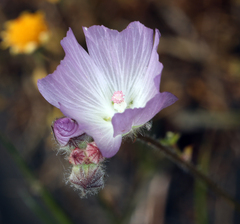 Sidalcea
