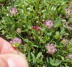 Trifolium barbigerum