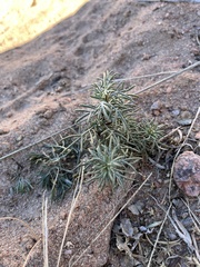 Ipomopsis longiflora