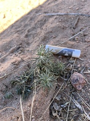 Ipomopsis longiflora