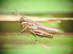 Paroxya