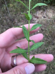 Lythrum alatum lanceolatum