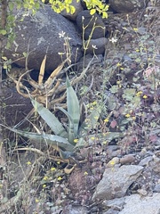 Agave cerulata
