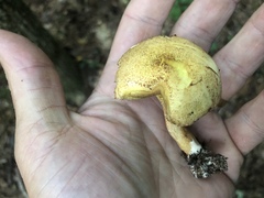 Suillus hirtellus