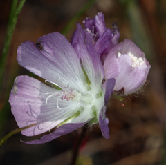 Sidalcea