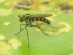 Plagioneurus univittatus