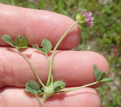 Trifolium barbigerum