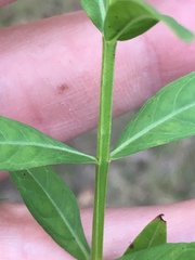 Lythrum alatum lanceolatum