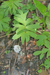 Hydrophyllum capitatum
