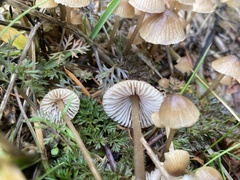 Mycena aurantiomarginata