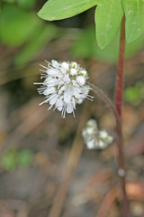Hydrophyllum capitatum