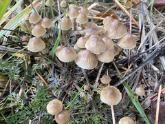 Mycena aurantiomarginata