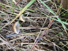 Mycena aurantiomarginata