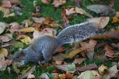 Sciurus carolinensis