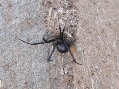 Latrodectus