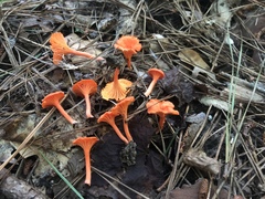 Cantharellus texensis