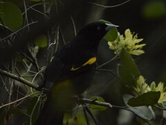 Cacicus chrysopterus