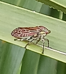 Aetalion reticulatum