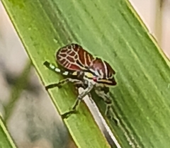 Aetalion reticulatum