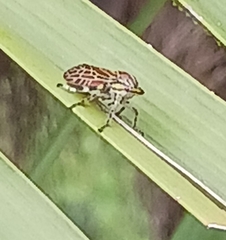 Aetalion reticulatum