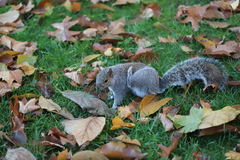 Sciurus carolinensis