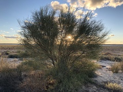 Acacia ammophila
