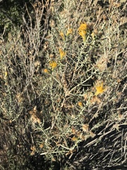 Ericameria laricifolia