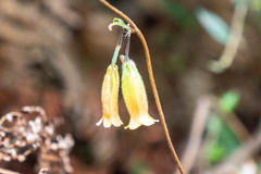 Marianthus bignoniaceus